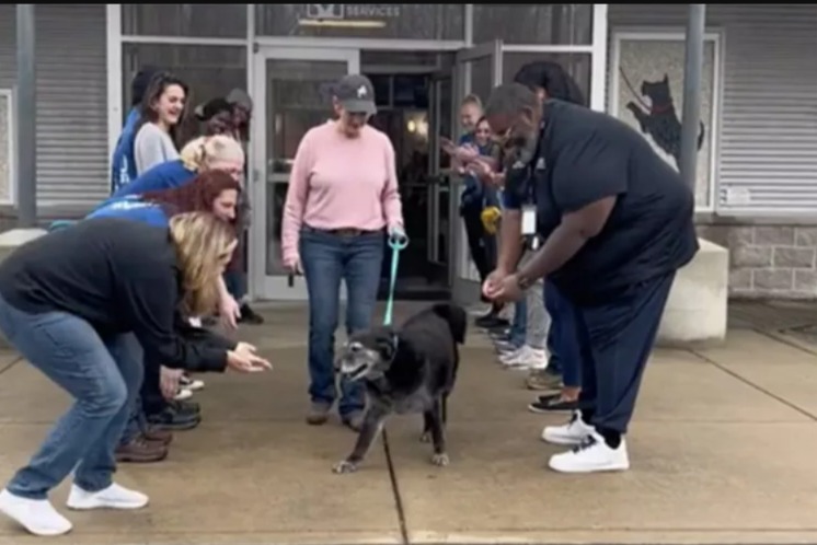 Proof That Every Dog Has His Day: This Gray-Muzzled Pup’s Adoption Celebration Will Make You Cry Happy Tears