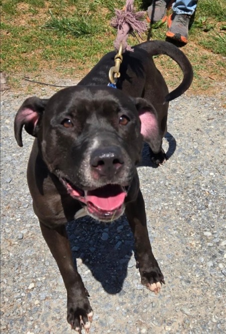 A Dog’s Intuition: How One Paw Changed a Life Forever