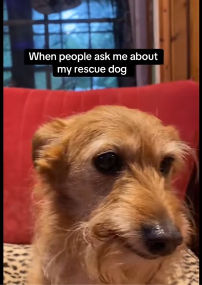 The Ballad of the Walmart Terrier: A Not-So-True Tale of a Canine Criminal