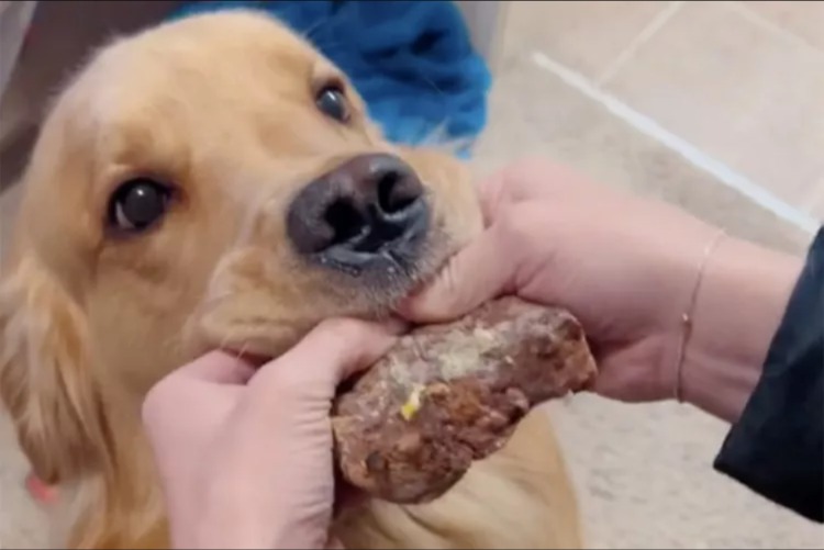 Steak Snatched! Watch The Hilarious Moment This Golden Retriever Pulled Off The Ultimate Table Heist