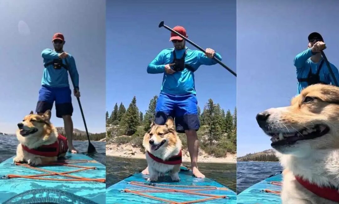 The Corgi Who Rules the Waves: Meet the Internet’s Favorite Paddleboarder