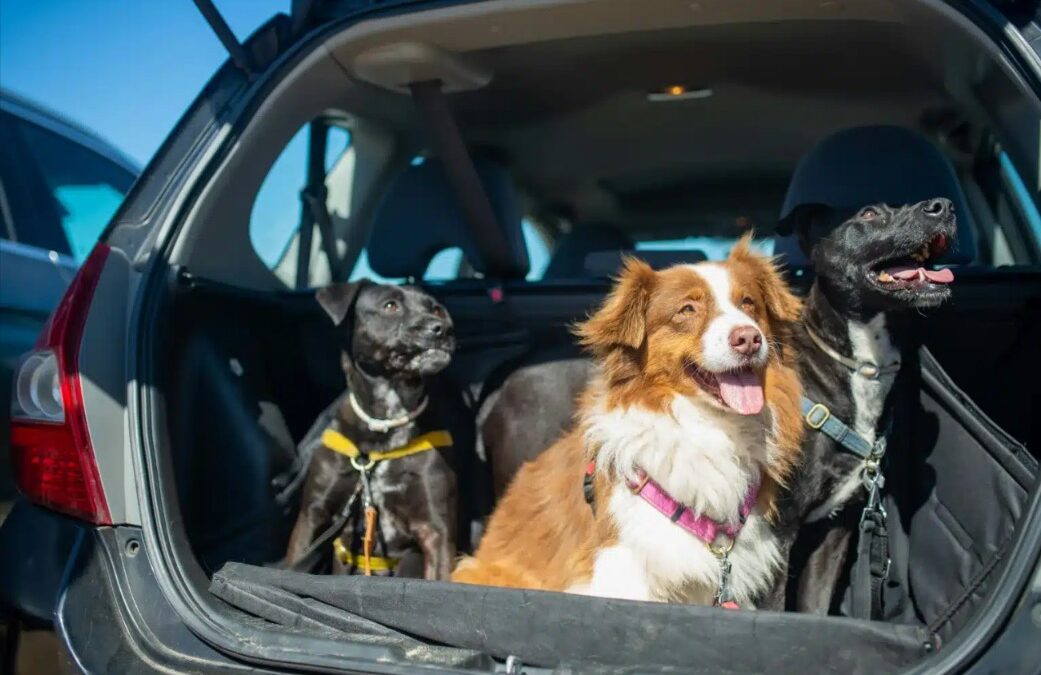 The Ultimate Tailgate Co-Pilot: A Guide to Making Game Day Dog-Friendly