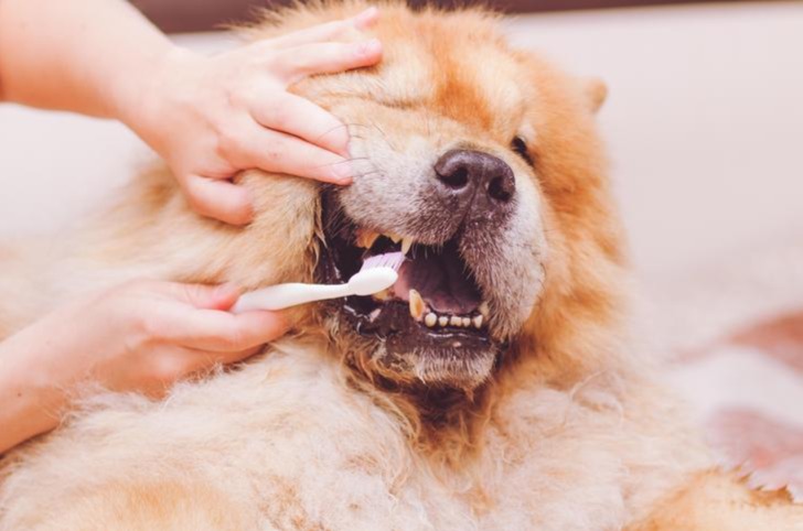 A Dog’s Smile: Why It’s More Important Than You Think