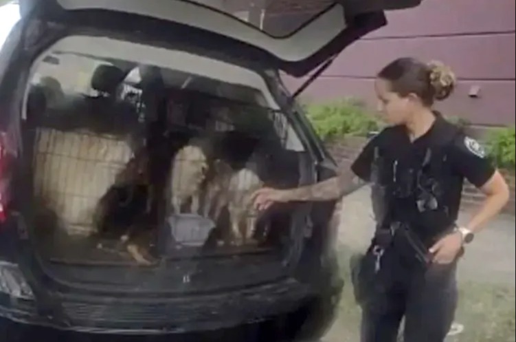 Heatwave Horror: 7 Dogs and a Cat Rescued from Sweltering Car in Philly