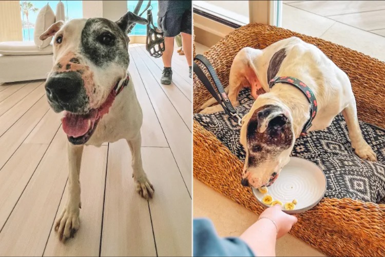 A Five-Star Second Chance: How a Luxury Hotel Changed One Dog’s Life Forever!