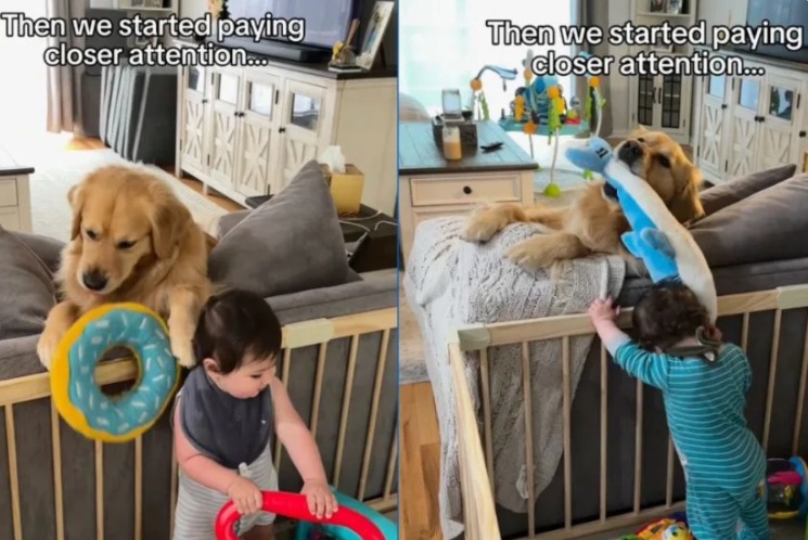 Before Baby, There Was Beau: The Incredible Way This Dog Welcomed His Human Brother