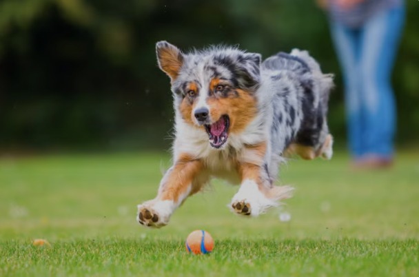 The Simple Blueprint For A Perfect Dog Life: How To Exercise Your Dog The Right Way, From Puppy To Senior