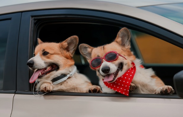 Happy Trails, Happy Tails: Mastering the Art of Road-Tripping with Your Pet