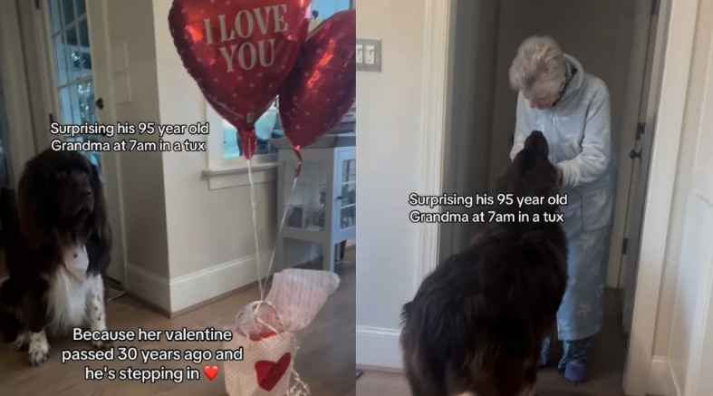 Proof That Love Has No Leash: A Dog Grandma’s Heartwarming Valentine’s Day Surprise