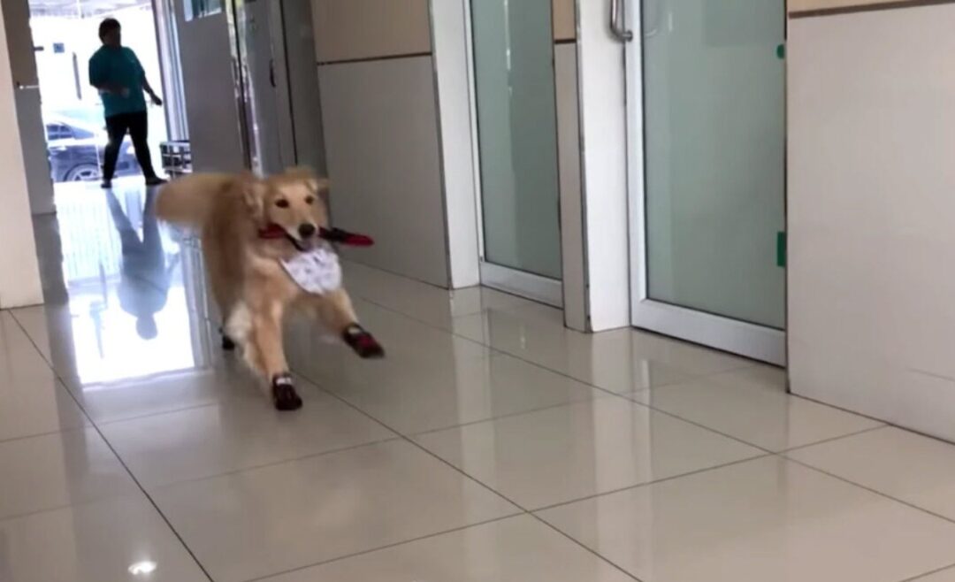 The Happiest Patient: Meet the Golden Retriever Who Thinks Vet Visits Are a Party