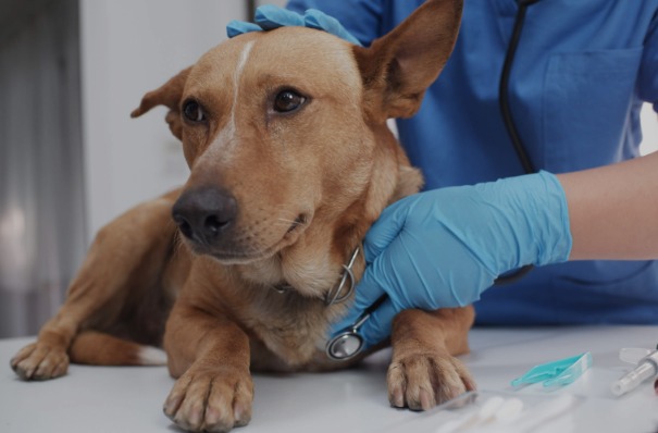 The Secret to a Healthy Pup: Don’t Skip That Yearly Wellness Exam