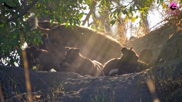 Stepping Out: How One Litter’s First Journey Captured the Internet’s Heart