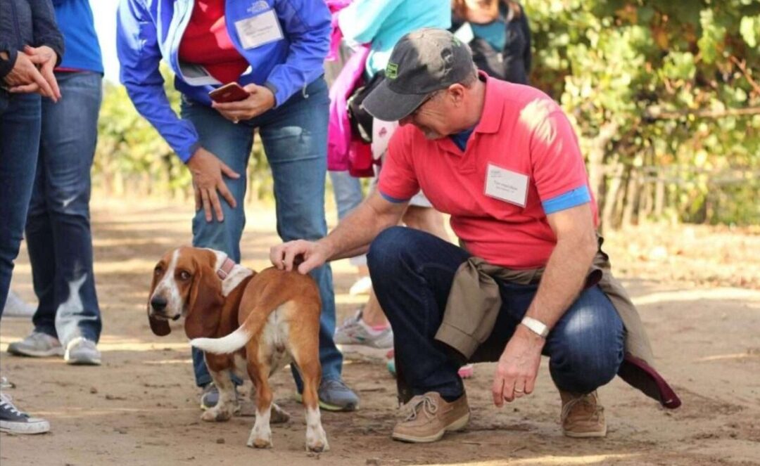 Wine & Wags! Unleash the Fun at California’s Top Dog-Friendly Wineries