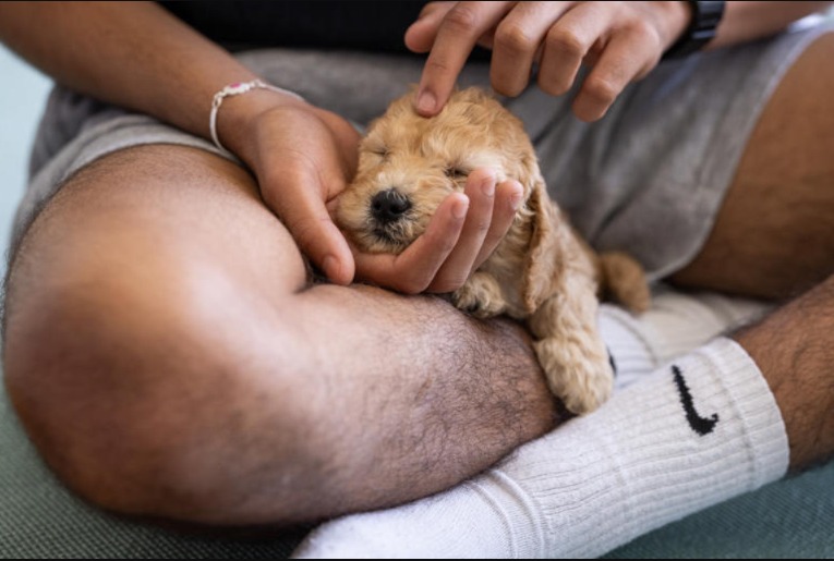 The Ultimate De-Stressor: Finding Bliss in a Puppy Yoga Class