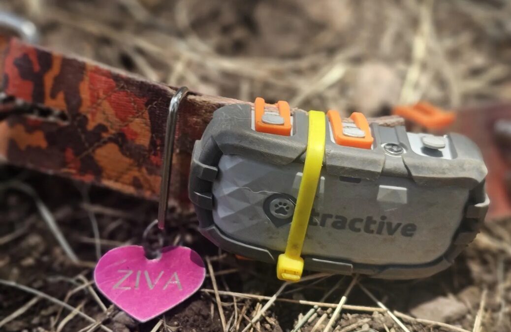 A Texan Tale of Survival: How Tech Brought Ziva Home