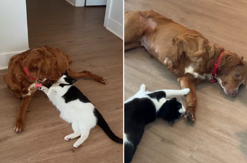 Unlikely Besties Alert! Watch This Sassy Cat’s EPIC Reaction to Her Three-Legged Foster Bro