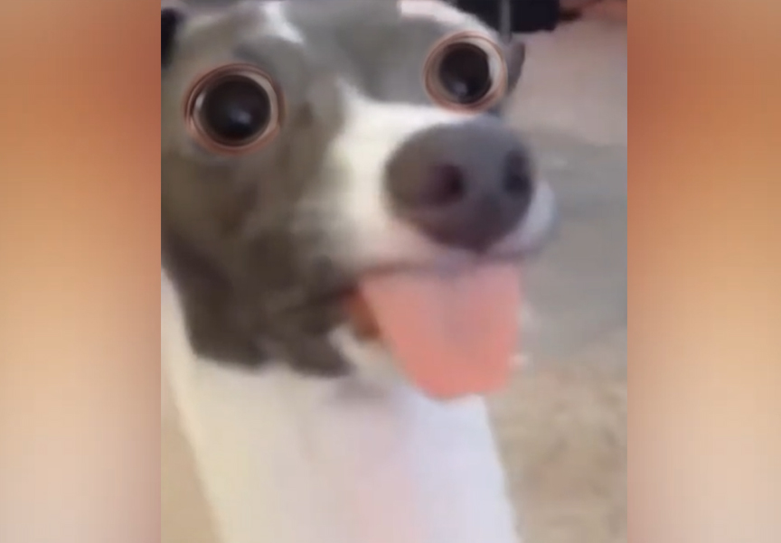 Dogs Doing the Funniest Fails Ever! 🐶😂