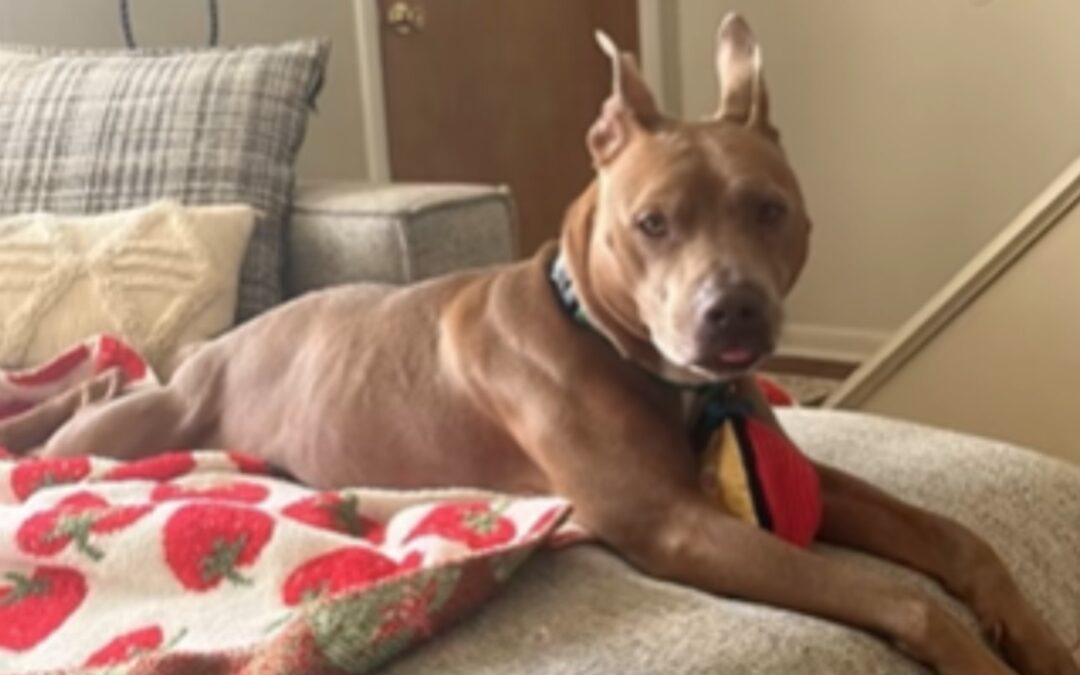 Adopted… Then Returned—30 Mins Later: Scooby Finds Forever on 2nd Try