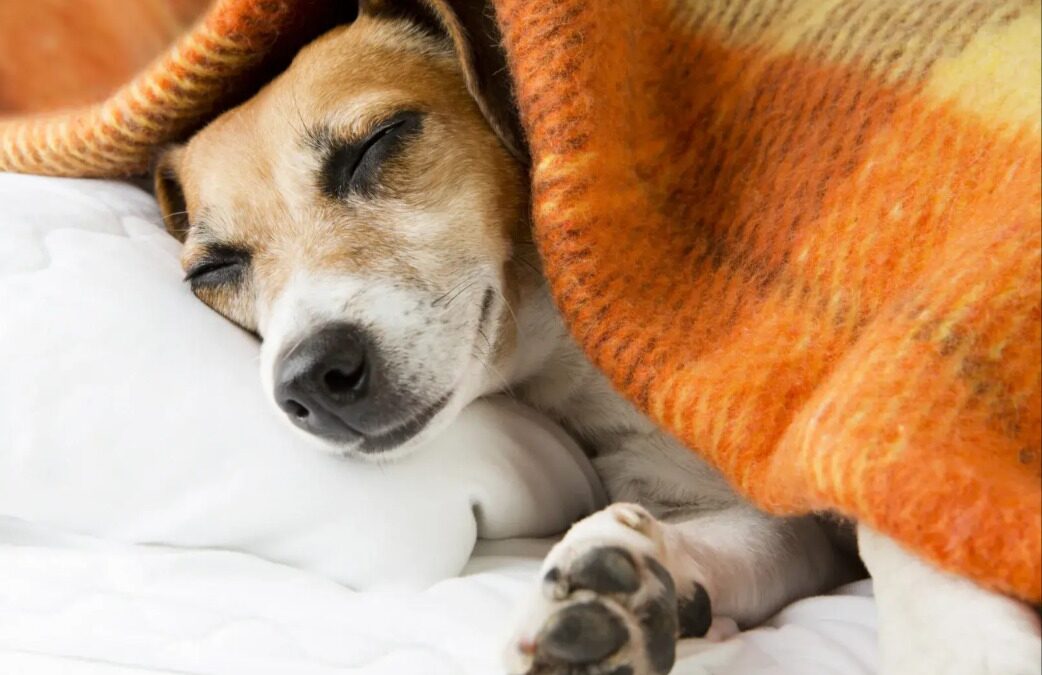 Rescue Pup Auggie Gets Her First Bed—and a Second Chance at Life