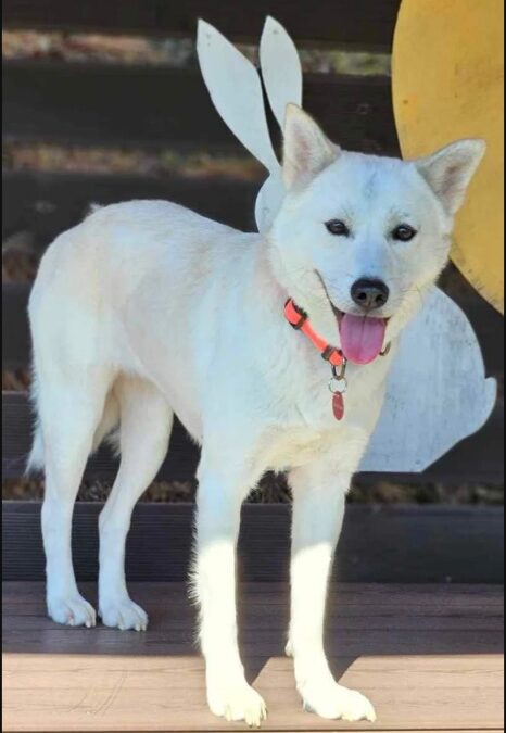 Rescued from the Meat Trade, Raised to Be Cherished: Aurora’s New Life