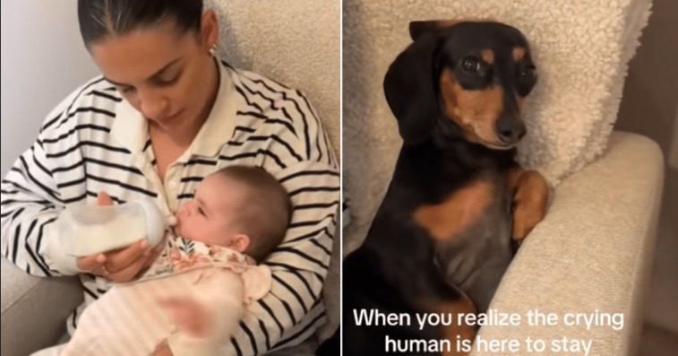 Roo’s Side-Eye Says It All: Dachshund Reacts to Crying Baby in Viral Video