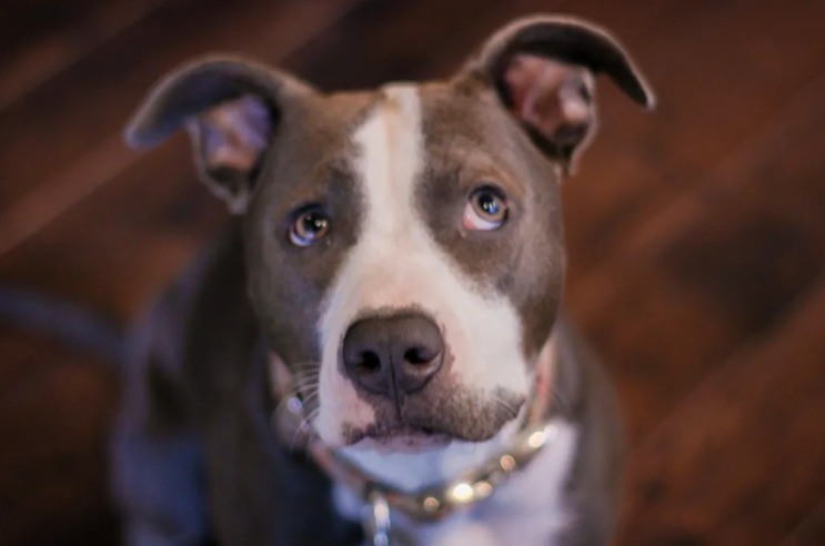 Baby’s Hair Theory Leaves Pup Stunned
