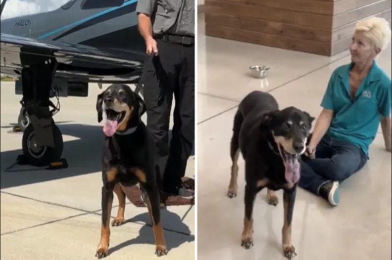 From West Virginia to Florida: An Unlikely Rescue Mission with a Heart of Gold