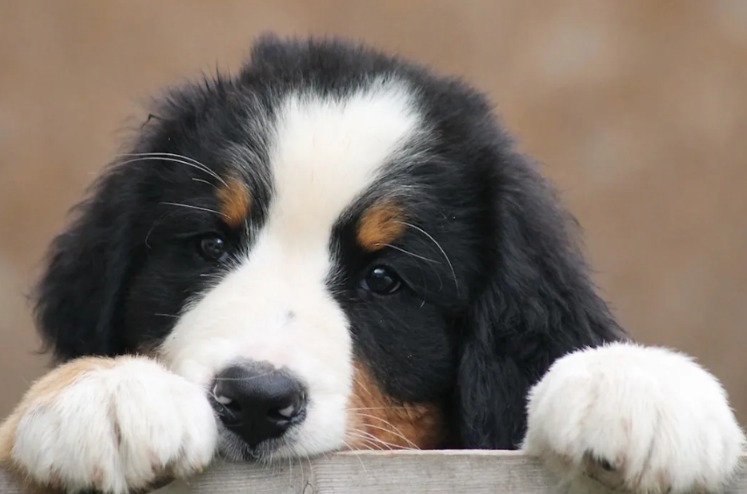 When the Whole Dog Hiccups—This Bernese Mountain Pup Wins the Internet’s Heart
