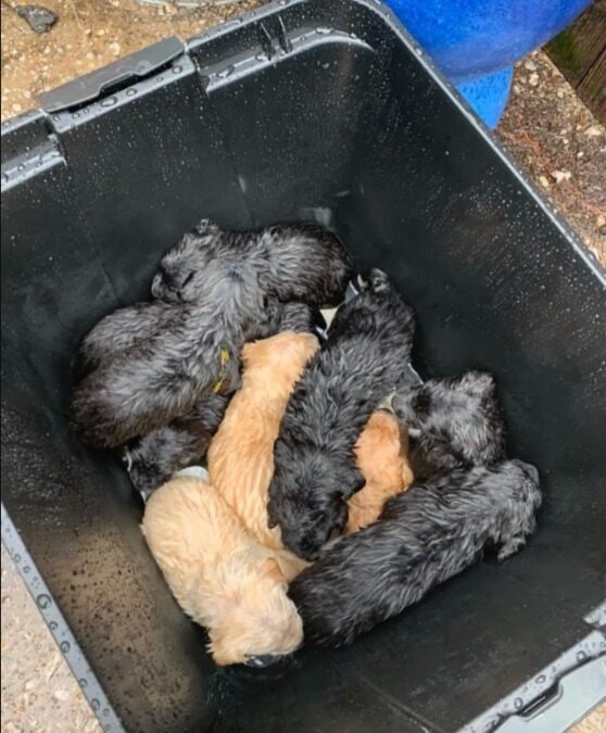 Abandoned in a Garbage Can: How One Stranger Saved a Pile of Babies