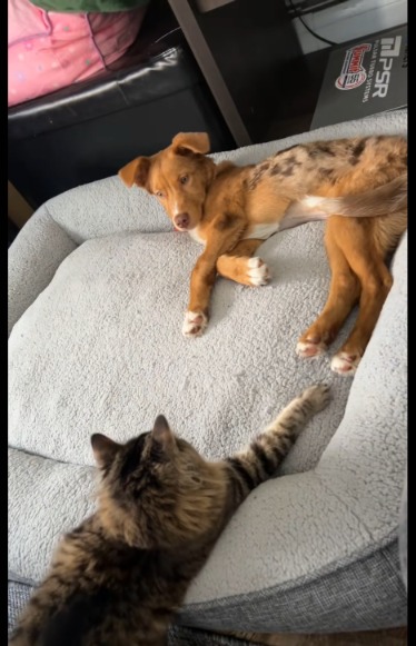 Her First Day Home? A Nap So Big, It Melted Hearts