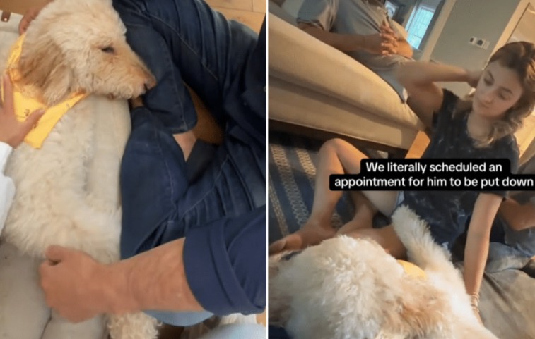 Dog’s Goodbye Turns Into Bonus Time: Brinkley’s Miraculous Comeback