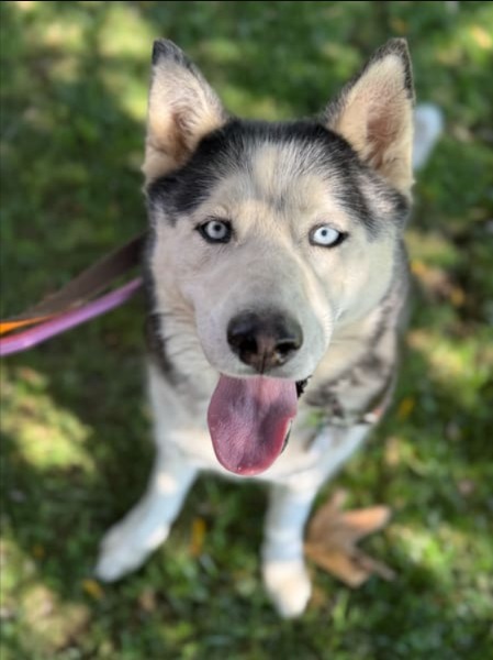 Quiet Strength & Gentle Heart: Blue the Husky Seeks Loving Home