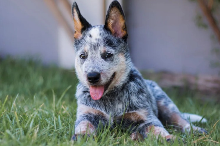 A Blue Heeler Surprise: How a Gift Puppy Helped Fill the Void Left by Loss