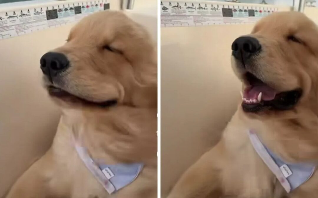 Wind in the Fur, Smile on the Face—Puppy’s Best Day Ever