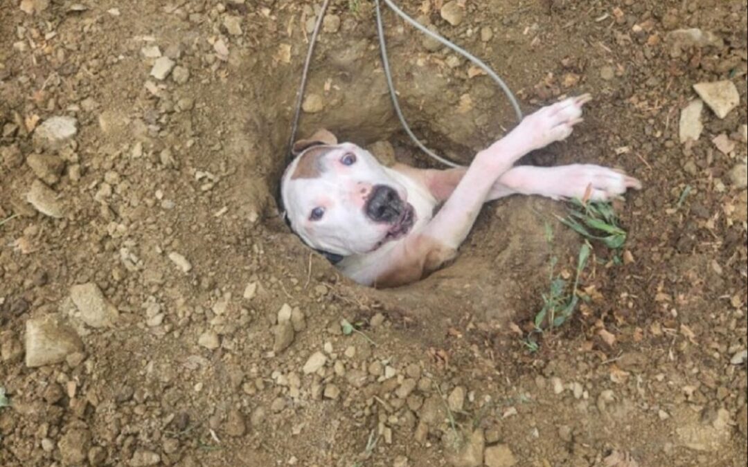 From Stuck to Safe: How Firefighters and Hope Saved an Elderly Pup