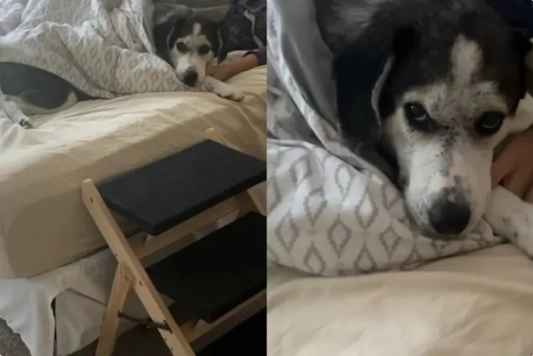 Bruno the Rescue Dog Shows Us What Belonging Really Looks Like