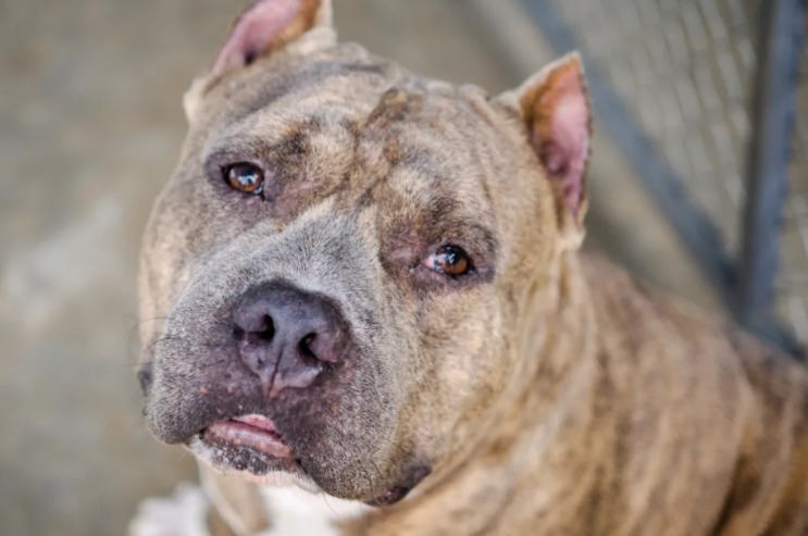 Supporting Her Abused Rescue Dog: A Quiet Act of Healing You’ll Want to See