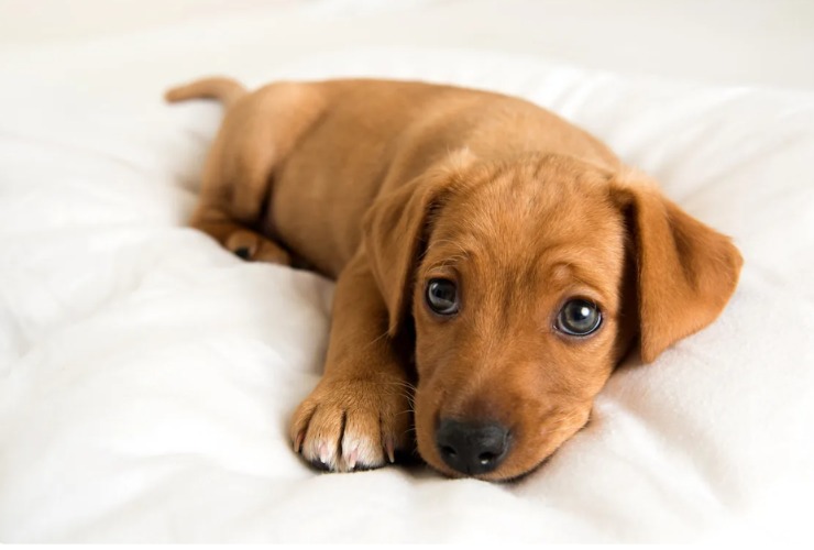 Patient Tabby Endures Puppy’s Hilarious “Face Attack”