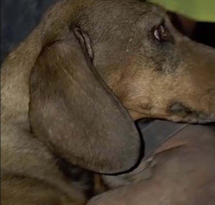 Heart and Grit: How Firefighters Dug Out a Dachshund from Between Rocks