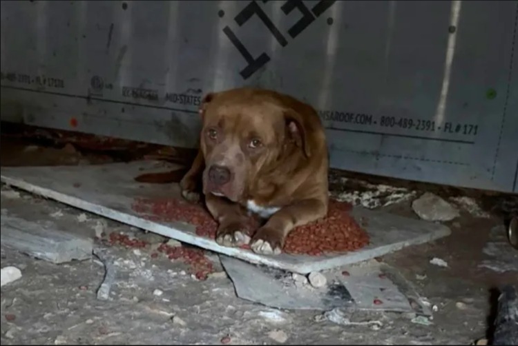 Abandoned Dog Under Trailer Found Hope When Neighbor Spotted Him