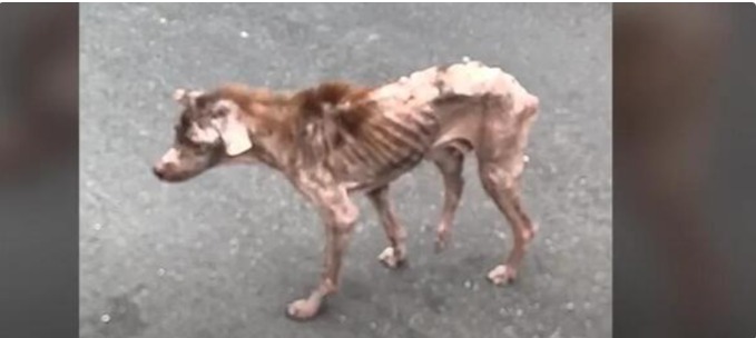 4 Years Later, This Once Hairless Pup Is Now Unrecognizably Fuzzy