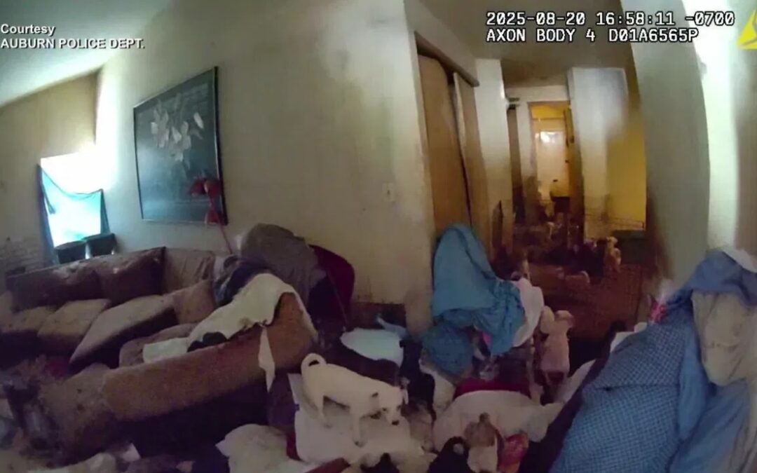 A Sea of Chiweenies: Auburn Rescues Over 100 Trapped Dogs from a Tiny Home