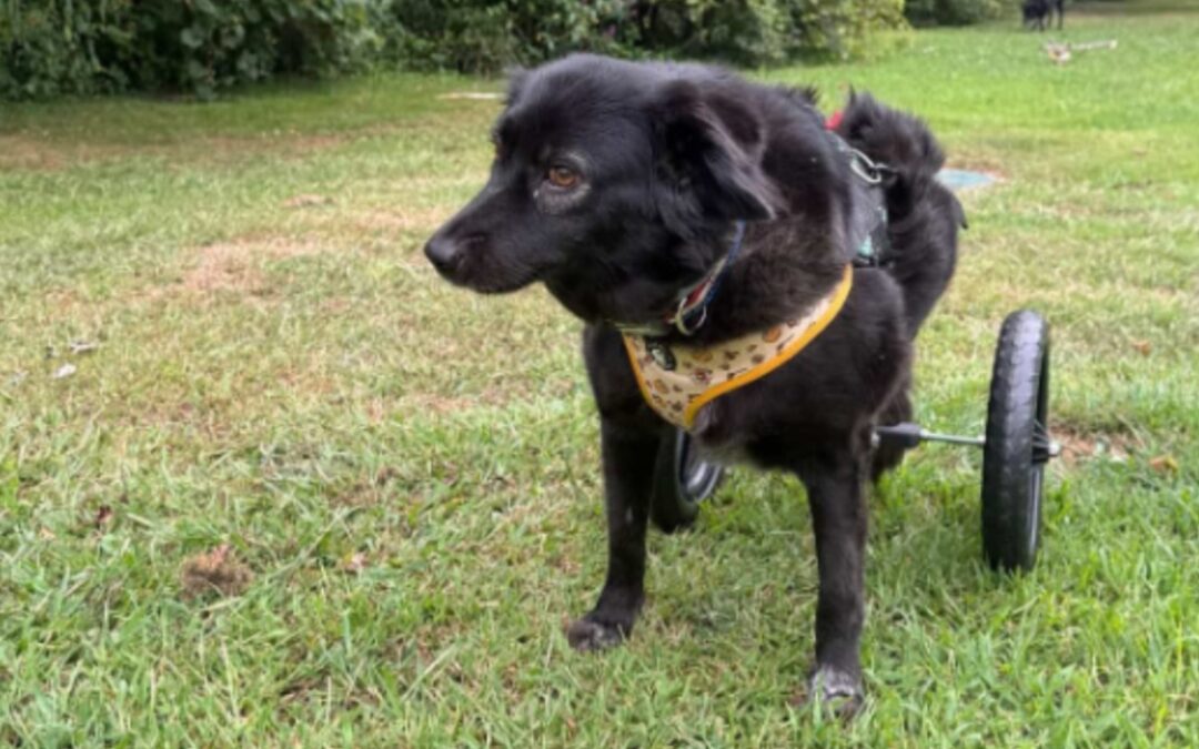 Losing Her Home Wasn’t the End: Cola the Disabled Dog Holds On to Her Forever Hope