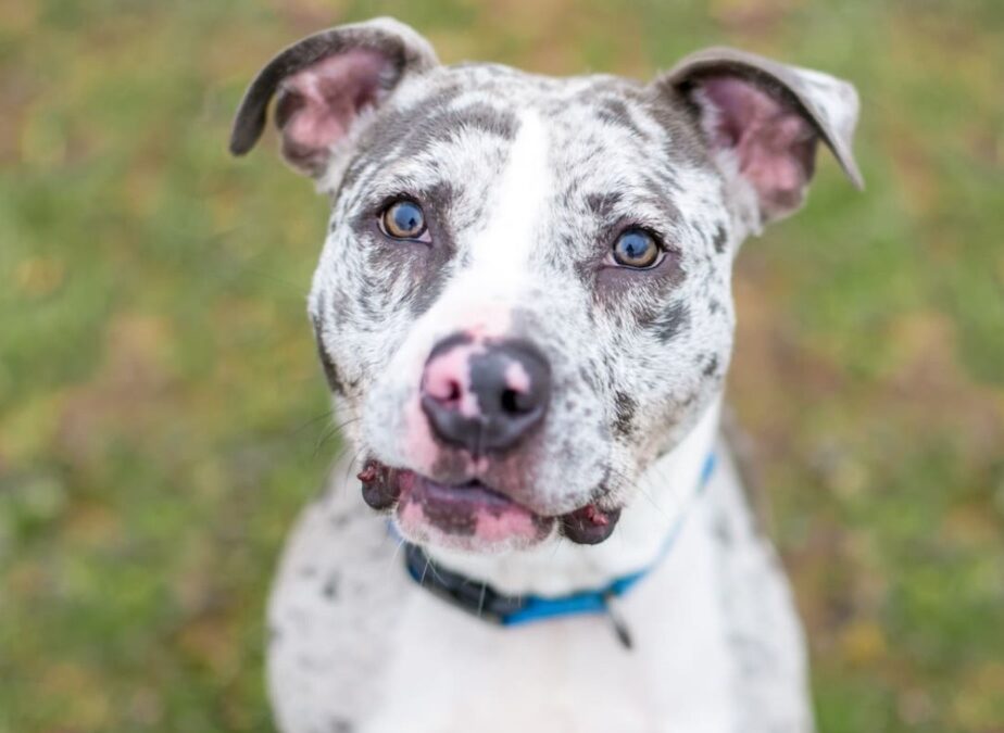 Big Dog, Tiny Bark Shock… When Rescue Pup Meets Squeaky-Toy Chihuahua