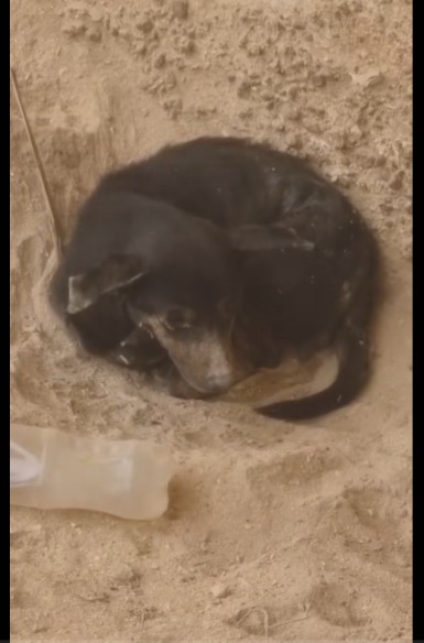 Lost in Nowhere, Saved by Kindness: When a Cyclist Found a Cowering Pup