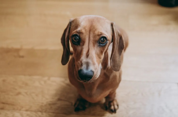 Size Doesn’t Matter: How Lucy Fell for Her Big Dog Neighbor