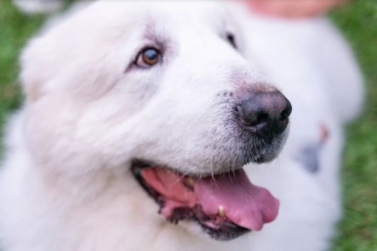 Terrified Rescue Learns to Trust Again—and Changes Her Family’s Life