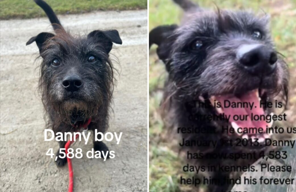 Over 12 Years of Waiting: Danny Boy Still Holds Hope for Home