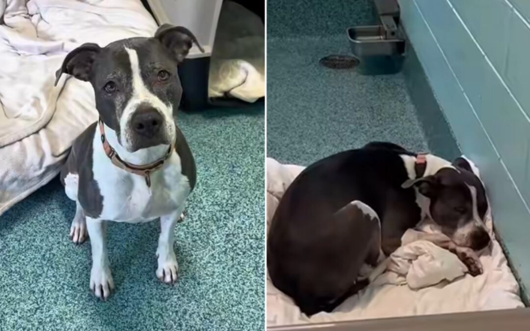 Three Years Waiting: Senior Dog Deja Still Believes in a Home