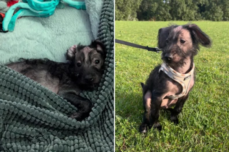 Bald, Brave & Beloved: How One Rescue Pup Stole Hearts Forever